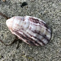 Pacific Oyster thumbnail 2