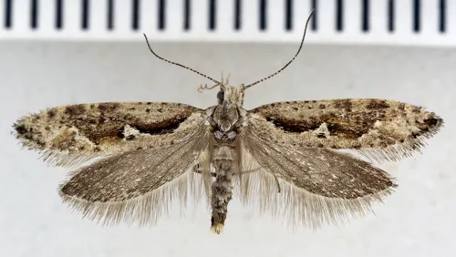 Rhigognostis kuusamoensis