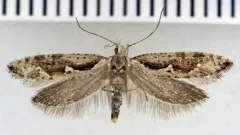 Rhigognostis kuusamoensis thumbnail 1