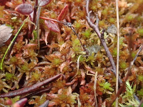 Lustrous Bog-moss