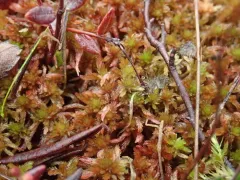 Lustrous Bog-moss thumbnail 1