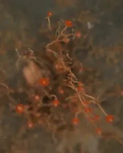 tubular hydroid thumbnail 3