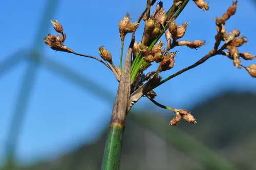 California bulrush