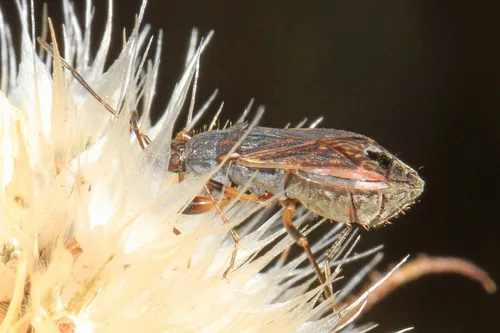 Zeridoneus costalis