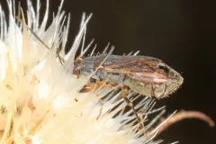 Zeridoneus costalis thumbnail 1