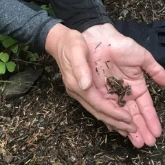 Western Toad thumbnail 4