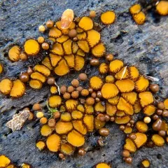 Scutellinia erinaceus thumbnail 1