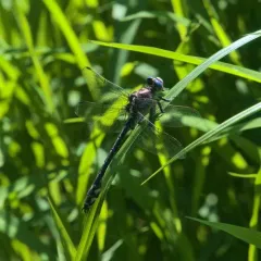 Olive Clubtail thumbnail 1