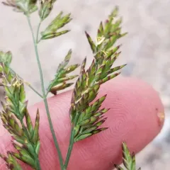 meadow fescue thumbnail 3