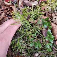 northern ground-cedar thumbnail 4