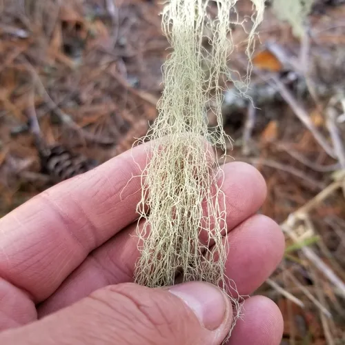 Pitted Beard Lichen