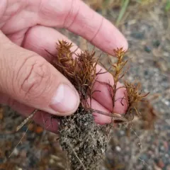 Prickly Russian Thistle thumbnail 4