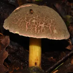 cracked-cap bolete thumbnail 2