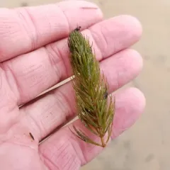 coontail thumbnail 1