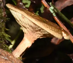 Foxy False Chanterelle thumbnail 2