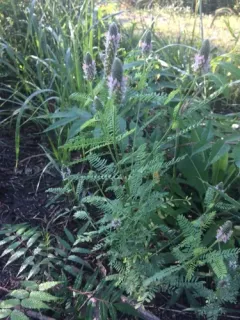 foxtail prairie clover thumbnail 4