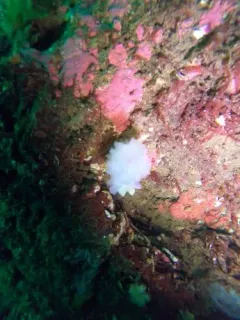 Ascidia paratropa thumbnail 3