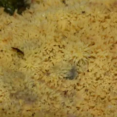 Yellow Toothcrust thumbnail 4