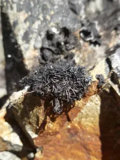 Mountain Bootstrap Lichen thumbnail 2