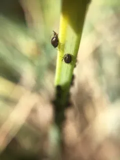 Onion Aphid thumbnail 3