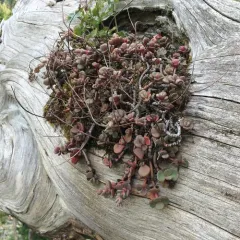 Smith River stonecrop thumbnail 3