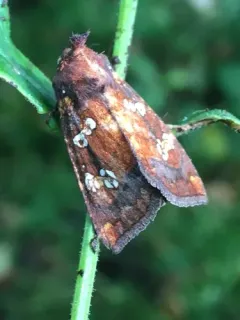 Northwestern Umbel Borer Moth thumbnail 2