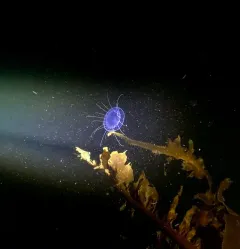 Solmissus marshalli thumbnail 2