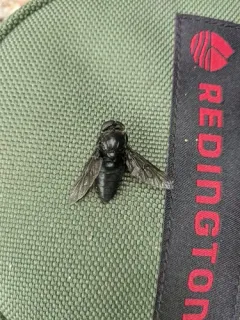 Tabanus aegrotus thumbnail 2