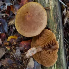 red-banded webcap thumbnail 2