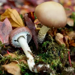 Conifer roundhead thumbnail 3