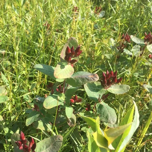 Fraser's marsh St. John's-wort