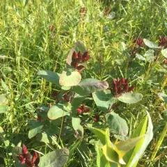 Fraser's marsh St. John's-wort thumbnail 1
