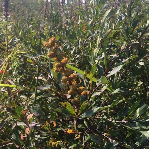 bog myrtle