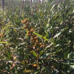 bog myrtle thumbnail 1