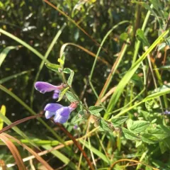 Marsh Skullcap thumbnail 2