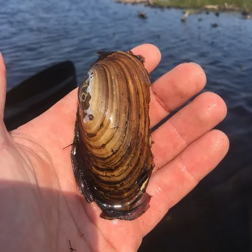 Giant Floater