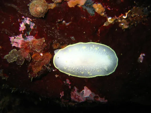 Cadlina klasmalmbergi