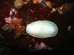 Cadlina klasmalmbergi thumbnail 1