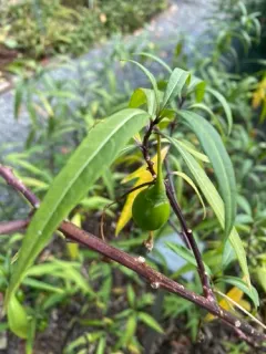 kangaroo-apple thumbnail 2
