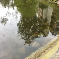 Goldfish thumbnail 3