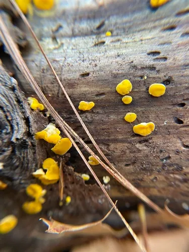 Femsjonia peziziformis