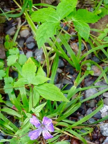 Knotted Crane's-bill