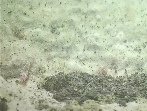 Offshore Blade Shrimp