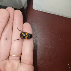Say's Burying Beetle thumbnail 2