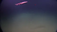 Brown Catshark thumbnail 2
