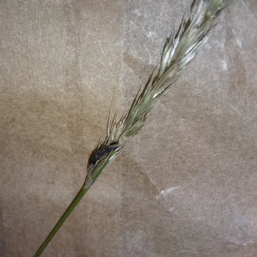 Rye Ergot