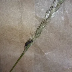 Rye Ergot thumbnail 1
