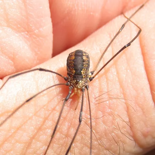 Eastern Harvestman