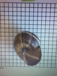 Turkish Snail thumbnail 4