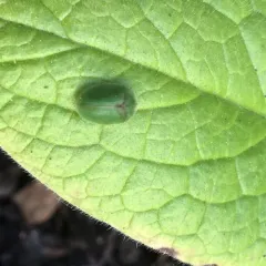 Thistle Tortoise Beetle thumbnail 4